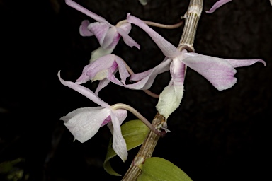 APII jpeg image of Dendrobium aphyllum  © contact APII