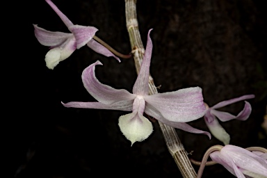 APII jpeg image of Dendrobium aphyllum  © contact APII