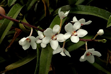 APII jpeg image of Sarcochilus hartmannii  © contact APII