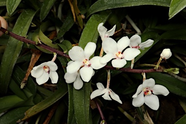 APII jpeg image of Sarcochilus hartmannii  © contact APII