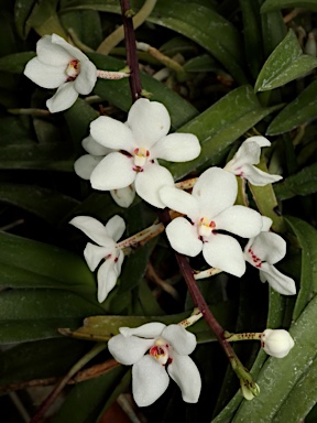 APII jpeg image of Sarcochilus hartmannii  © contact APII