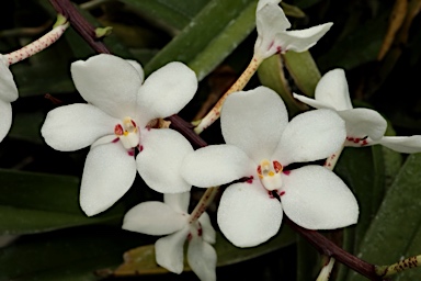 APII jpeg image of Sarcochilus hartmannii  © contact APII