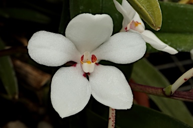 APII jpeg image of Sarcochilus hartmannii  © contact APII