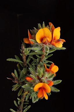 APII jpeg image of Pultenaea subspicata  © contact APII