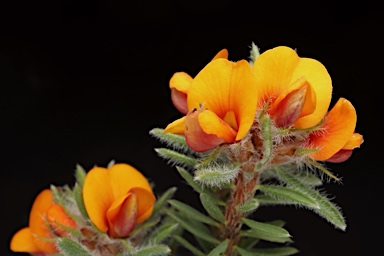 APII jpeg image of Pultenaea subspicata  © contact APII