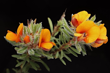 APII jpeg image of Pultenaea subspicata  © contact APII