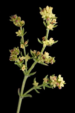 APII jpeg image of Galium gaudichaudii subsp. gaudichaudii  © contact APII