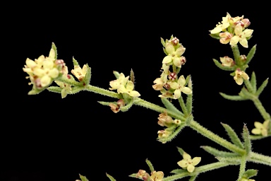 APII jpeg image of Galium gaudichaudii  © contact APII