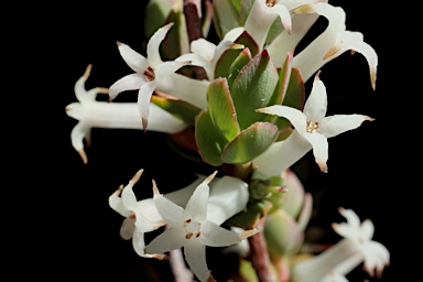 APII jpeg image of Brachyloma daphnoides  © contact APII