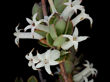 APII jpeg image of Brachyloma daphnoides  © contact APII