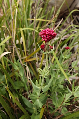 APII jpeg image of Centranthus ruber  © contact APII