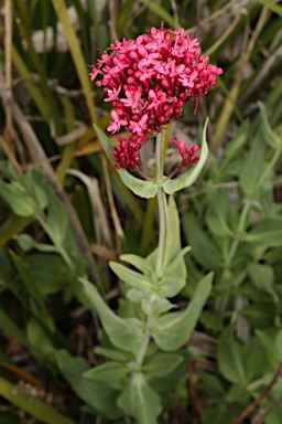 APII jpeg image of Centranthus ruber  © contact APII