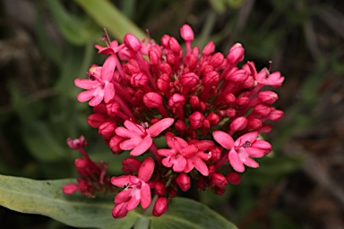 APII jpeg image of Centranthus ruber  © contact APII