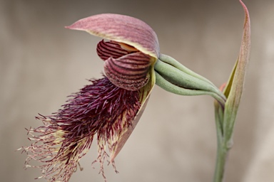 APII jpeg image of Calochilus platychilus  © contact APII