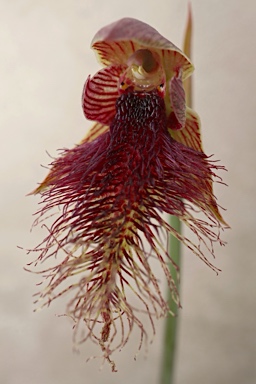 APII jpeg image of Calochilus platychilus  © contact APII