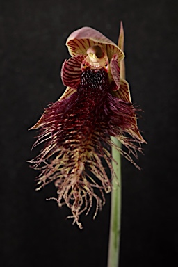 APII jpeg image of Calochilus platychilus  © contact APII