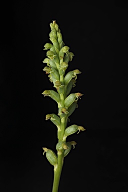 APII jpeg image of Microtis unifolia  © contact APII