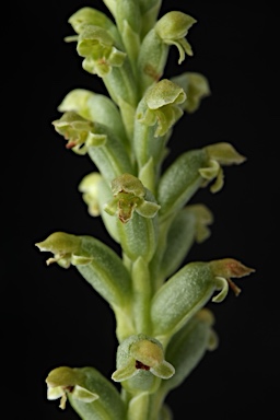 APII jpeg image of Microtis unifolia  © contact APII