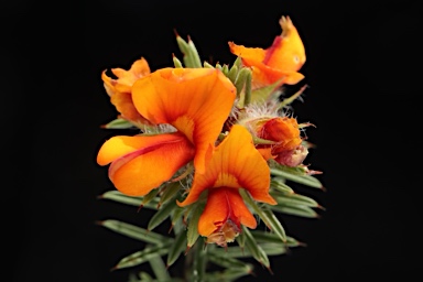 APII jpeg image of Pultenaea murrayi  © contact APII