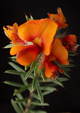 APII jpeg image of Pultenaea murrayi  © contact APII