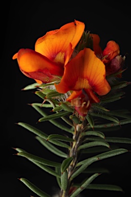 APII jpeg image of Pultenaea murrayi  © contact APII