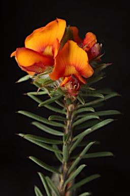 APII jpeg image of Pultenaea murrayi  © contact APII