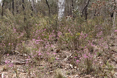 APII jpeg image of Comesperma ericinum  © contact APII