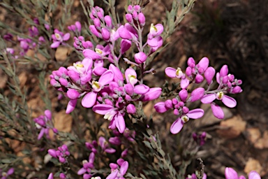 APII jpeg image of Comesperma ericinum  © contact APII