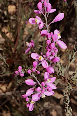 APII jpeg image of Comesperma ericinum  © contact APII