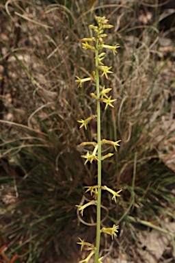 APII jpeg image of Stackhousia viminea  © contact APII