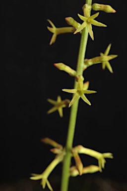 APII jpeg image of Stackhousia viminea  © contact APII