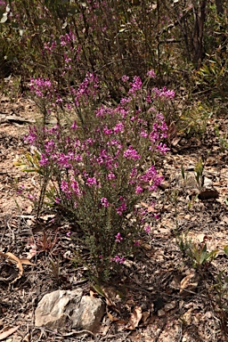 APII jpeg image of Comesperma ericinum  © contact APII