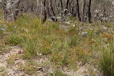 APII jpeg image of Pultenaea subspicata  © contact APII