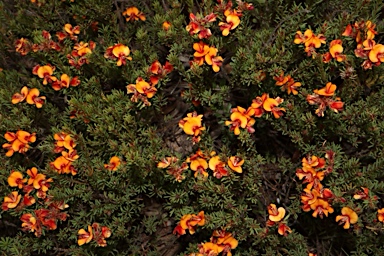 APII jpeg image of Pultenaea subspicata  © contact APII