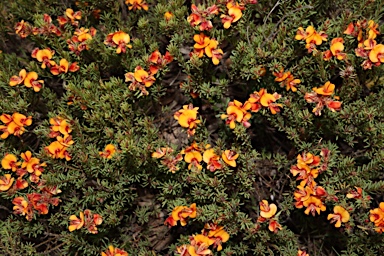 APII jpeg image of Pultenaea subspicata  © contact APII