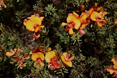 APII jpeg image of Pultenaea subspicata  © contact APII