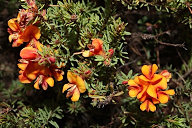 APII jpeg image of Pultenaea subspicata  © contact APII