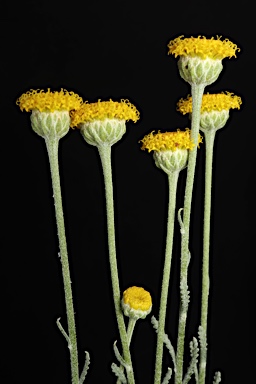 APII jpeg image of Santolina chamaecyparissus  © contact APII