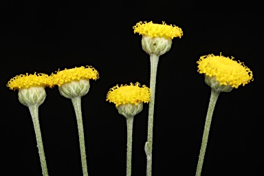 APII jpeg image of Santolina chamaecyparissus  © contact APII