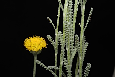 APII jpeg image of Santolina chamaecyparissus  © contact APII