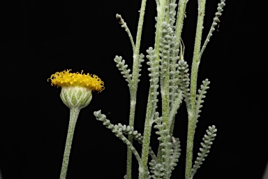 APII jpeg image of Santolina chamaecyparissus  © contact APII