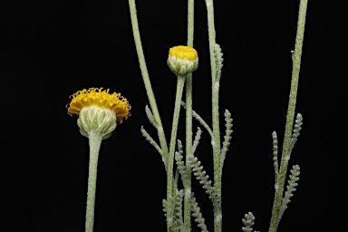 APII jpeg image of Santolina chamaecyparissus  © contact APII