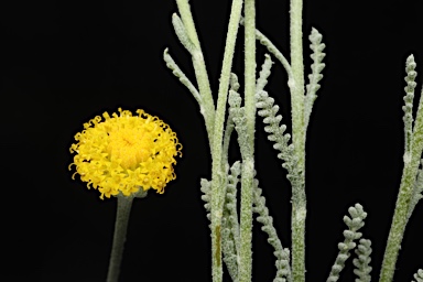 APII jpeg image of Santolina chamaecyparissus  © contact APII