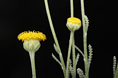 APII jpeg image of Santolina chamaecyparissus  © contact APII