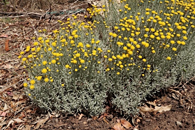 APII jpeg image of Santolina chamaecyparissus  © contact APII