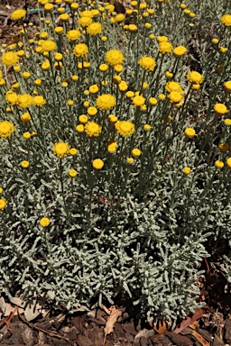 APII jpeg image of Santolina chamaecyparissus  © contact APII