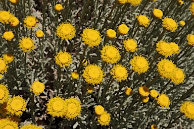 APII jpeg image of Santolina chamaecyparissus  © contact APII