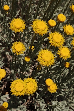 APII jpeg image of Santolina chamaecyparissus  © contact APII