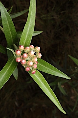 APII jpeg image of Ozothamnus stirlingii  © contact APII