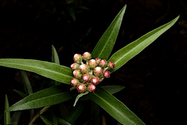 APII jpeg image of Ozothamnus stirlingii  © contact APII